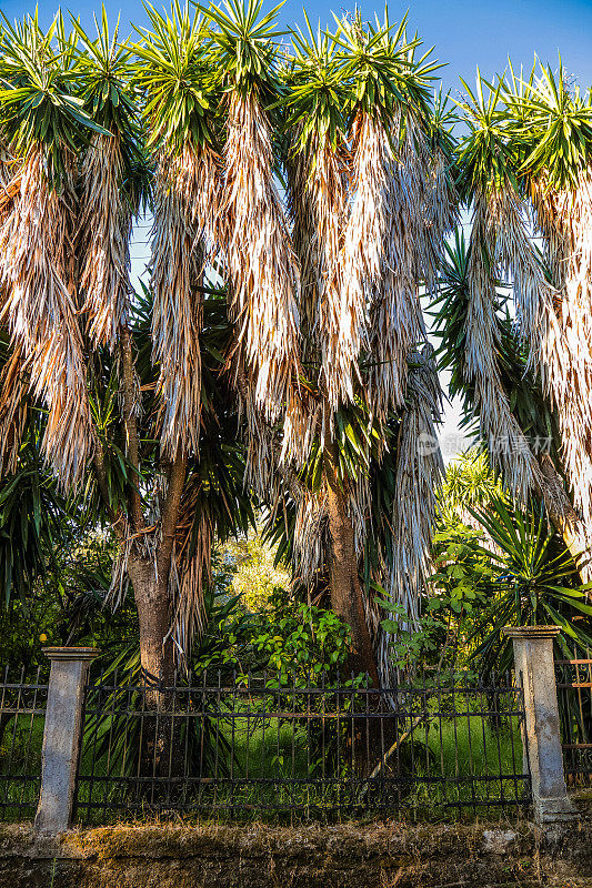 希腊科孚岛的Yucca Palm